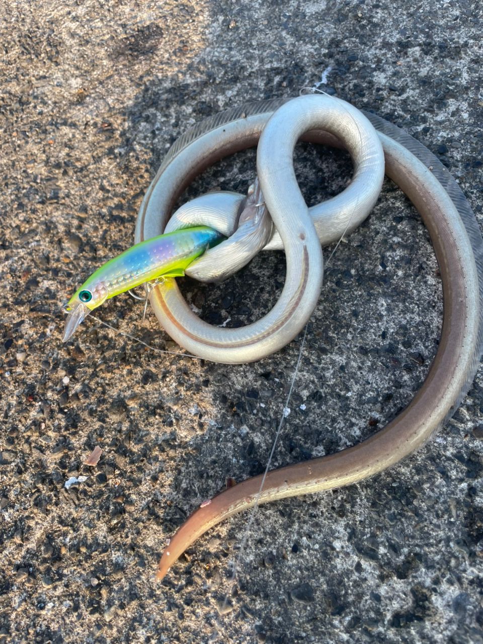 ダイナンウミヘビ