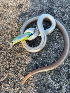 ダイナンウミヘビの釣果