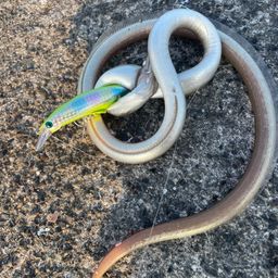 ダイナンウミヘビ