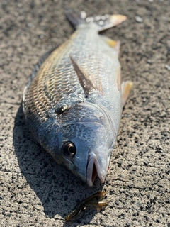 キビレの釣果