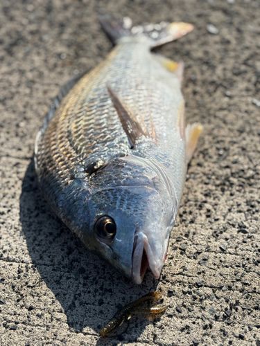キビレの釣果