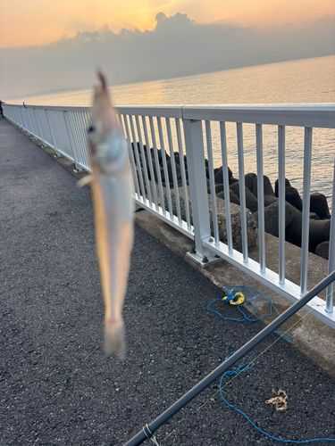 サヨリの釣果