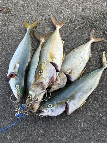 ショゴの釣果