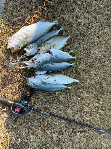 ショゴの釣果