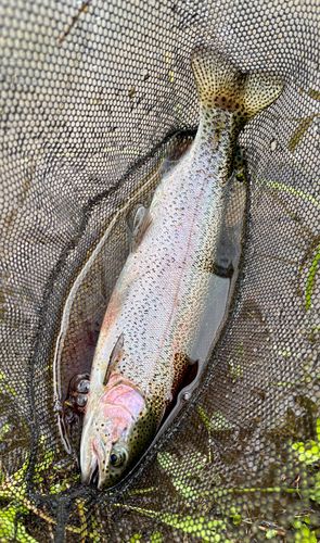 ニジマスの釣果