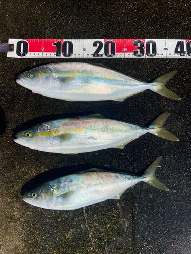 イナダの釣果