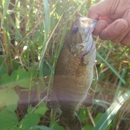 スモールマウスバス