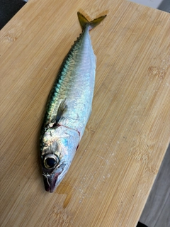 サバの釣果