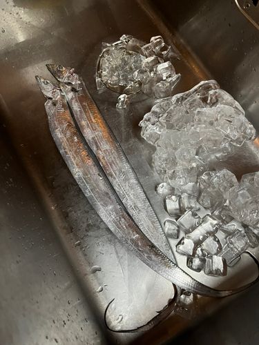 タチウオの釣果