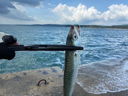 サバの釣果