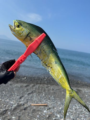 シイラの釣果