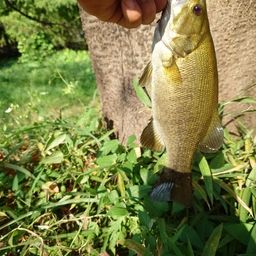 スモールマウスバス