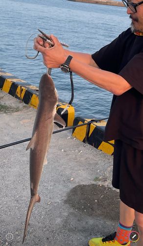 サメの釣果