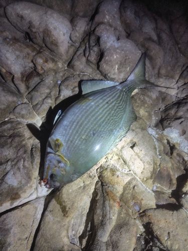 イスズミの釣果