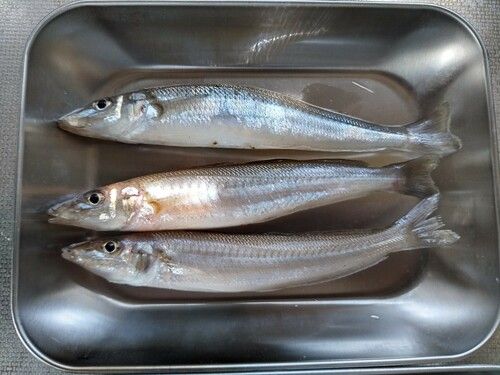 シロギスの釣果