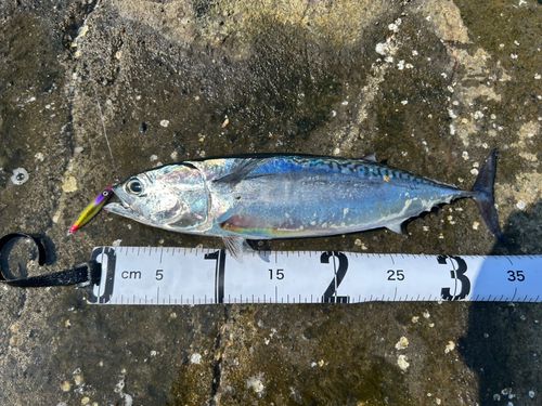 マルソウダの釣果