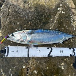 マルソウダ