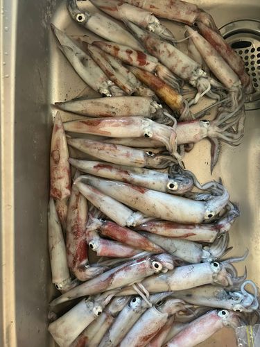 ケンサキイカの釣果