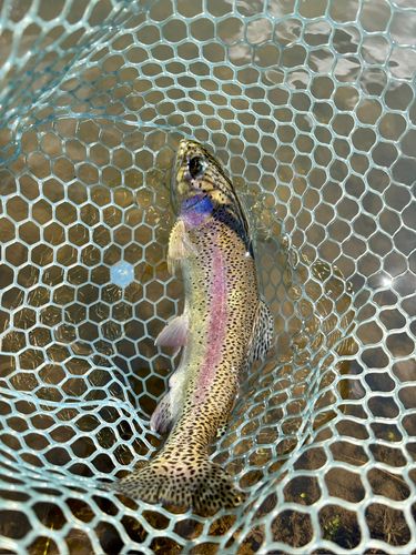 ニジマスの釣果