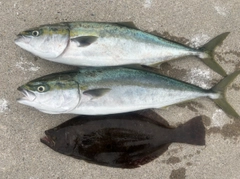 イナダの釣果