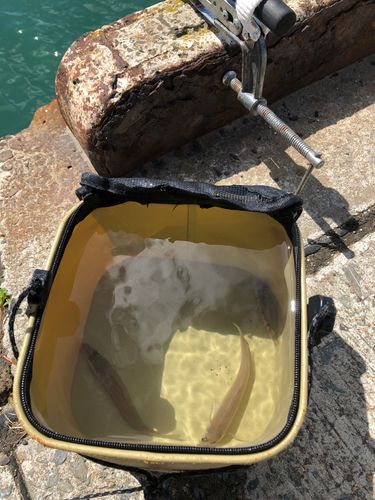 キスの釣果