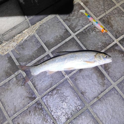 ウグイの釣果