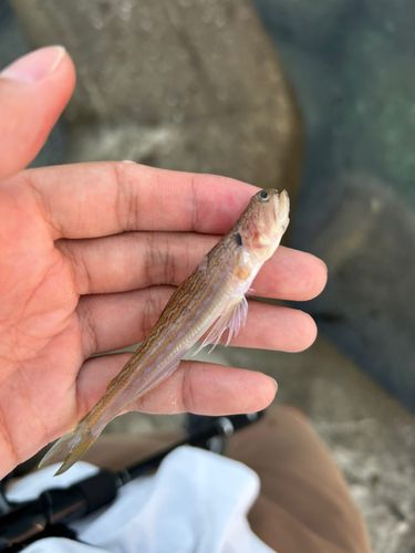 エソの釣果