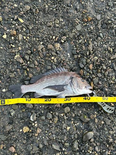 チヌの釣果