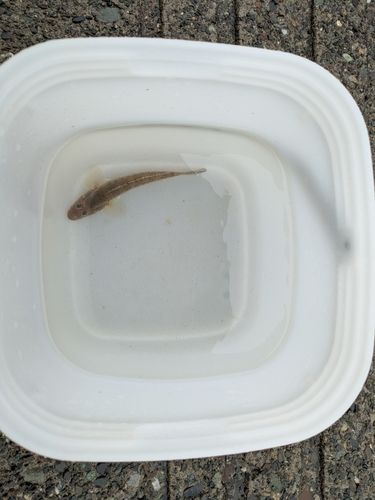 ハゼの釣果