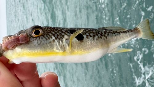 クサフグの釣果