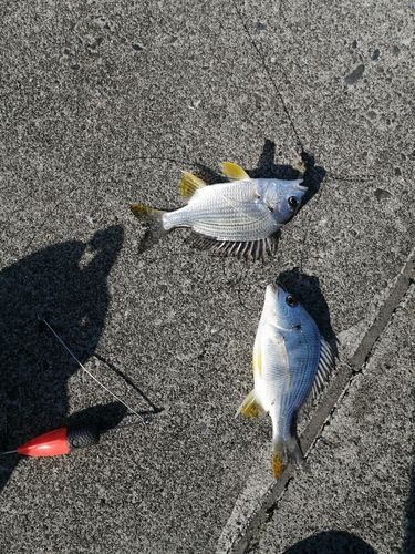 キビレの釣果