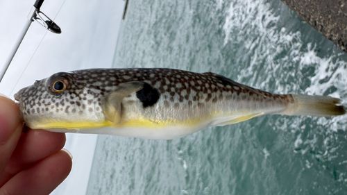 クサフグの釣果