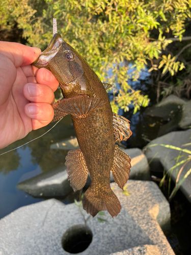 カワアナゴの釣果