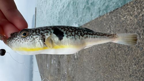 クサフグの釣果