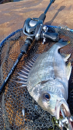 キビレの釣果
