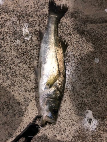 スズキの釣果