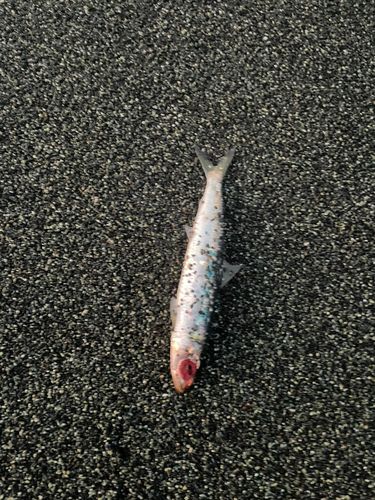 ウルメイワシの釣果