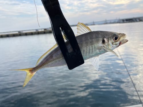ゴマサバの釣果