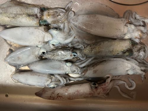 アオリイカの釣果