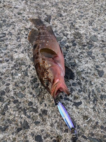 キジハタの釣果