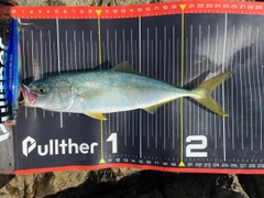 ツバスの釣果