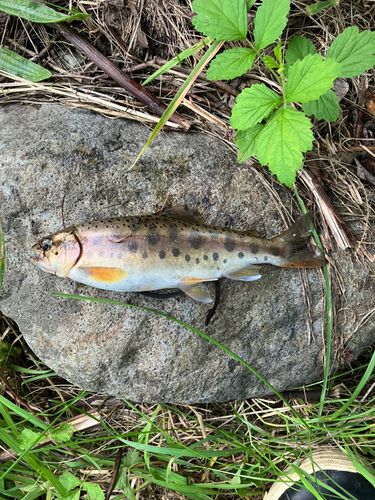 ヤマメの釣果