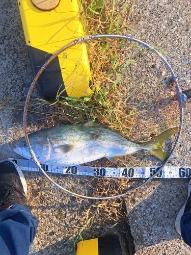 ワラサの釣果