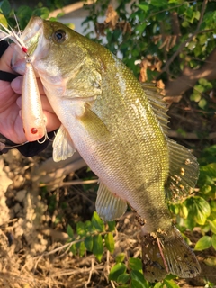 ラージマウスバスの釣果