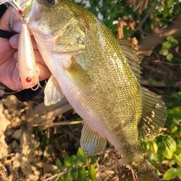 ラージマウスバス