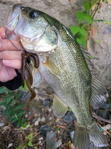 ラージマウスバスの釣果