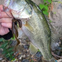 ラージマウスバス