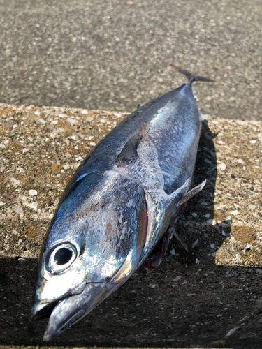 マルソウダの釣果