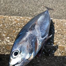 マルソウダ