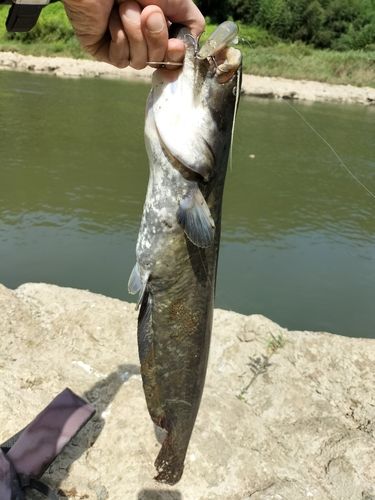 ナマズの釣果